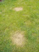 Rasen(1).webp