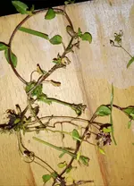 IMG_20190417_071110.webp