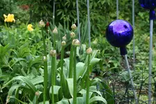 Mai  0120.webp