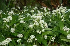 Bärlauch0120.webp