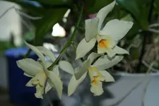 Catlaya 0220.webp