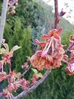 IMG_20200502_204156.jpg