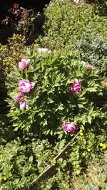 DSCF2745.webp
