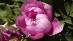 DSCF2746.JPG