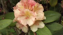 DSCF2790.JPG