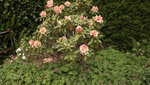 DSCF2791.JPG