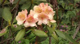 DSCF2806.webp