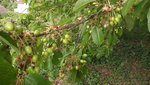 DSCF2817.JPG