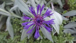 DSCF2737.webp
