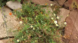 DSCF2797.webp
