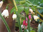 DSCF3521.JPG
