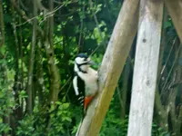 DSCF3511.webp