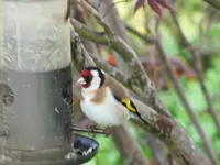 DSCF3514.webp