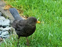 DSCF3493 (2).webp