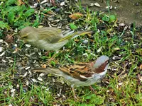 DSCF3485 (2).webp