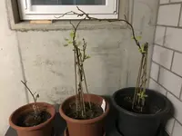 Minikiwi_überwintert_April_2.webp