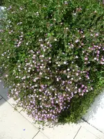 Bild 1.JPG