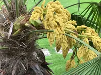 männliche Hanfblüte.webp