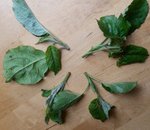 Blatt-Triebe.jpg