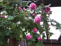 IMG_3468.webp