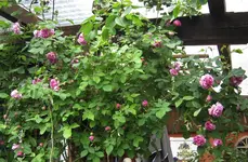 IMG_3478.webp