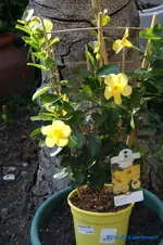 comp_DSC08881.webp