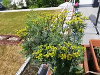IMG_20200505_140758.webp