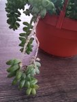 IMG_20200506_091355.jpg
