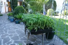 Mai  0120.webp