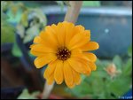 c053.jpg