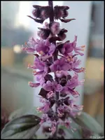 c054.webp