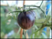 c058.webp