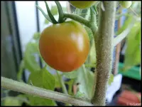 c059.webp