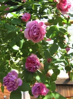IMG_3517.webp