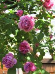 IMG_3517.JPG
