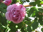 IMG_3516.JPG