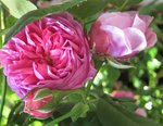 IMG_3511.JPG