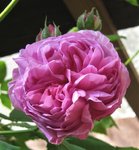 IMG_3510.JPG