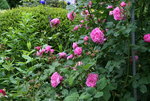 Rose Louise Odier0716.JPG