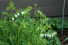 Mai  0720.JPG