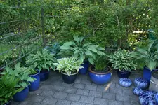 Hostaparade  0120.webp
