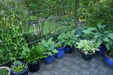 Hostaparade  0220.webp