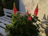 2020-05-06 20.23.37.webp