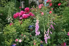 Juni  2319.webp