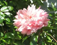 IMG_3537.webp