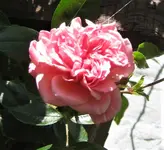 IMG_3538.webp