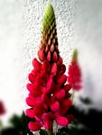 IMG_20200507_190608.jpg