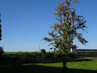DSC00987.webp