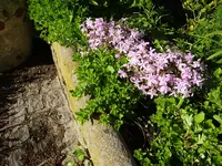 DSC00986.webp