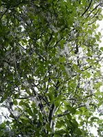 SAM_8087.webp
